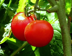 Tomaten_selbst_pflanzen