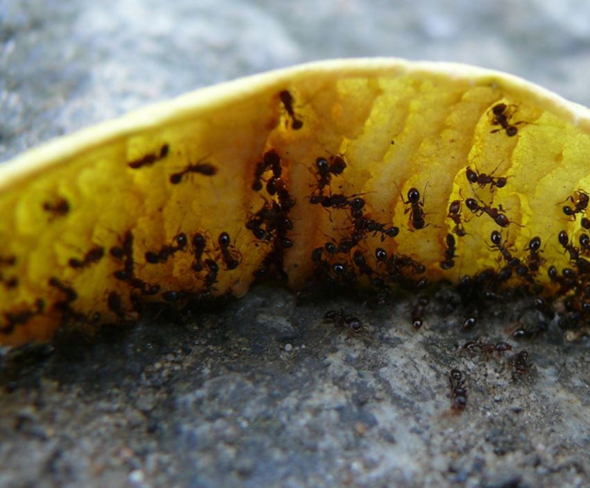 Ameisen beim Essen (Foto: stachelbeer/flickr)